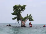 El árbol más solitario de Tailandia.