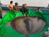 Una subespecie de raya gigante capturada en la parte camboyana del rio Mekong y que mide 4 metros de longitud y pesa 300 kilogramos es el pez de agua dulce más grande descubierto hasta la fecha, asegura un grupo de científicos.