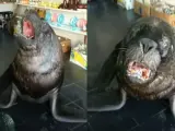 Tan adorable como temible: un lobo marino se apoderó de un local de souvenirs