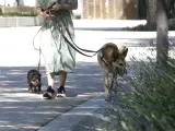 Una mujer paseando a sus perros.
