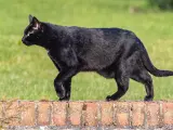 Gato negro mostrando bolsa primordial