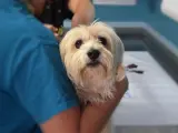 Perro en una consulta veterinaria.