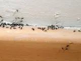 Hormigas en casa