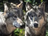 Imagen de archivo de una pareja de lobos.