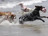 Dos perros disfrutan del agua en la playa canina de Pinedo, pedan&iacute;a al sur de Valencia.