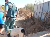 Guardia Civil localiza una rehala de perros en Manzanilla (Huelva) cuyo propietario no cumplía la normativa. GUARDIA CIVIL 04/7/2022