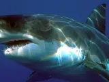 Un gran tiburón blanco (Carcharodon carcharias), en una imagen de archivo.
