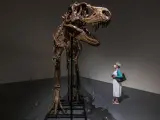 Una persona mira el esqueleto completo del dinosaurio Gorgosaurus que será subastado en Nueva York por Sotheby's.