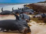 Ballenas varadas en la isla de Anegada, en las Islas Vírgenes Británicas.