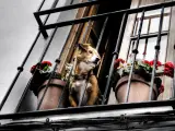 Imagen de archivo de un perro asomado a un balcón.