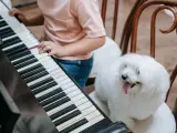 Perro junto a un piano.