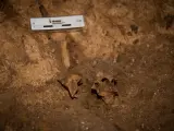 Los restos humanos en el momento de ser encontrados en el yacimiento de la Sima del Elefante.
