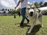 Un perro paseando en un concurso canino.