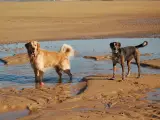 Dos perros en la playa.