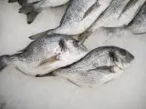 Pescado congelado.