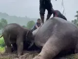 Un bebé elefante y su madre fueron rescatados este miércoles en los alrededores de un parque nacional de Tailandia tras desplomarse por una brecha de dos metros de profundidad, informaron a EFE fuentes veterinarias.