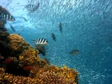 Las regiones coralinas son ejemplos de biodiversidad y muestran un elevado n&uacute;mero de especies.