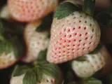 Pineberrys o fresas blancas.