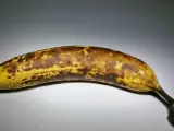 Un plátano maduro.