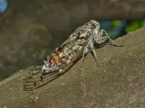 Cicadidae - Cicada orni