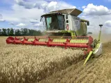 Una cosechadora recoge trigo en un campo a unos 25 kilómetros de la línea del frente en la región de Chuhuiv del área de Járkov, Ucrania.