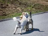 Dos perros, un macho y una hembra, en la calle.