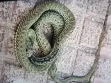 La serpiente de la especie bastarda capturada por la Policía Local