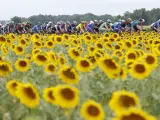 El pelot&oacute;n del Tour de Francia, junto a un campo de girasoles