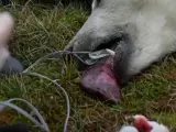 Heridas en la lengua de una osa polar tras ingerir comida de una lata.