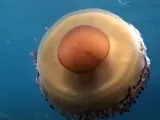 Medusa 'huevo frito'