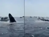Impactante salto de una ballena sobre una embarcación en Massachusetts