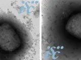 Dos imágenes del virus de la viruela del mono, obtenidas por microscopía electrónica.