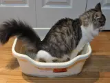 Un gato usando su arenero.