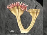 Nuevo fósil descubierto