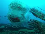 Investigan una lo que podría ser una nueva especie de medusa gigante