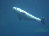 Una beluga nadando en el mar.