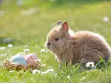 Un ejemplar de conejo miniatura.