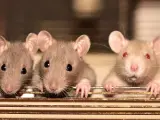 Tres ratas domésticas en una jaula.