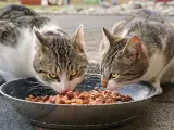 Dos gatos alimentándose con comida húmeda.