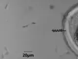 Los nanobots con forma de muelle ayudan al espermatozoide a llegar a fecundar el óvulo.