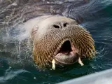 FILED - 20 July 2022, Norway, Oslo: A walrus weighing about 500 kilograms swims in Frognerkilen Bay in the Oslo fjord. The animal is called Freya by local Norwegians. Photo: Trond Reidar Teigen/NTB/dpa 20/7/2022 ONLY FOR USE IN SPAIN