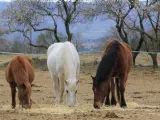 Tres caballos pastando bajo la protección de ADE.