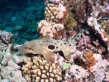 epaulette shark, Hemiscyllium ocellatum, Far Northern Reefs, Great Barrier Reef, Queensland, Australia, Coral Sea, South Pacific Ocean
