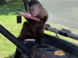 El mono Route robando un móvil.