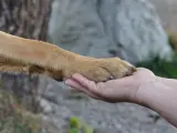 Una pata de perro y una mano.