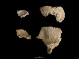 Hallan restos de un cráneo de Neandertal de hace 60.000 años en el yacimiento del Abric Romaní de Capellades, en Barcelona.