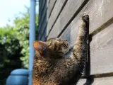 Gato usando una pared de madera.