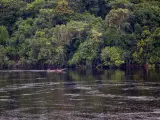 Imagen de archivo de la Amazonía brasileña, en la frontera entre Brasil y Colombia.