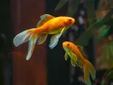 Dos ejemplares de pez dorado en un acuario.