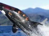 El submarino imita los movimientos de una orca.